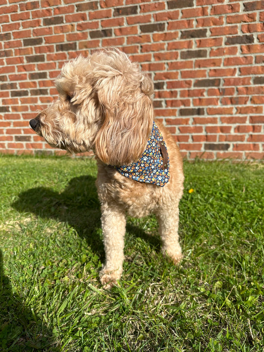 Navy & Orange Paws