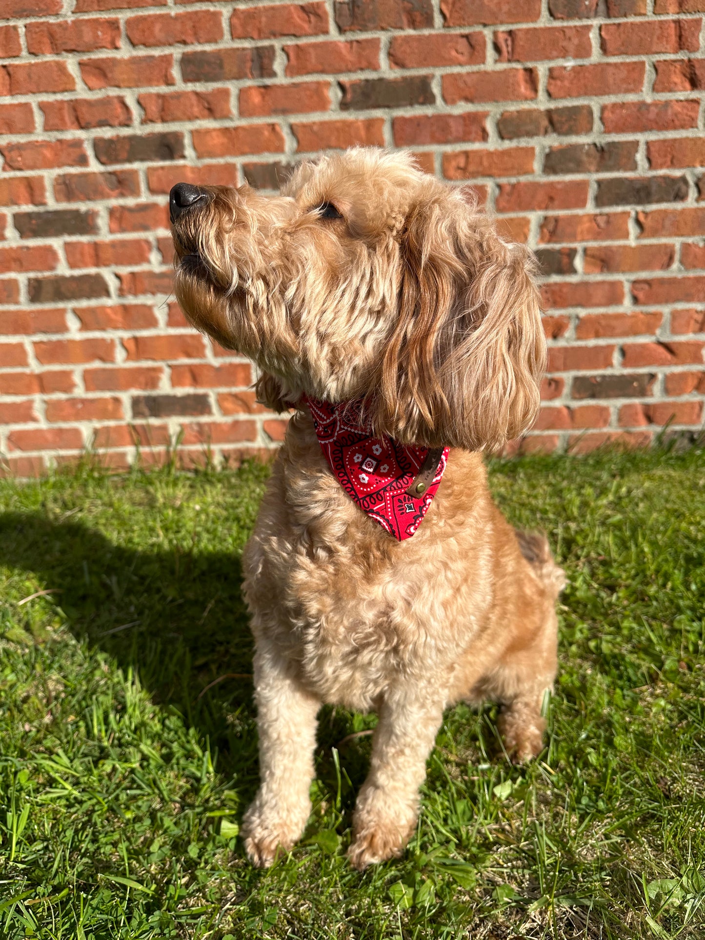 Red Bandana