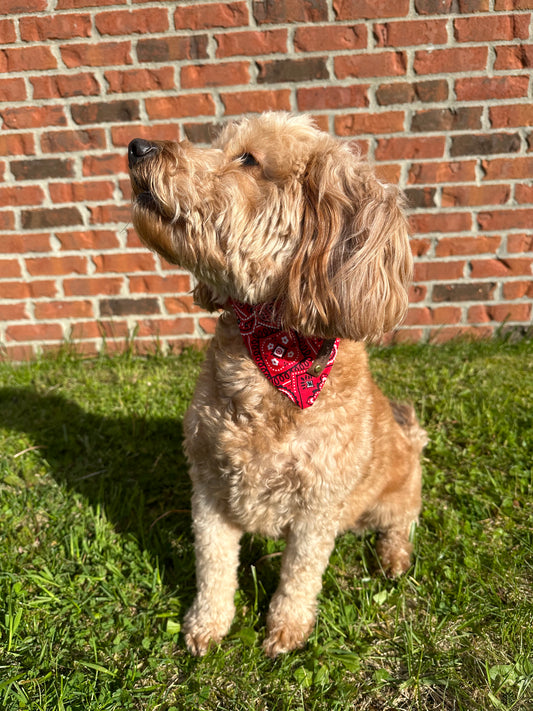 Red Bandana