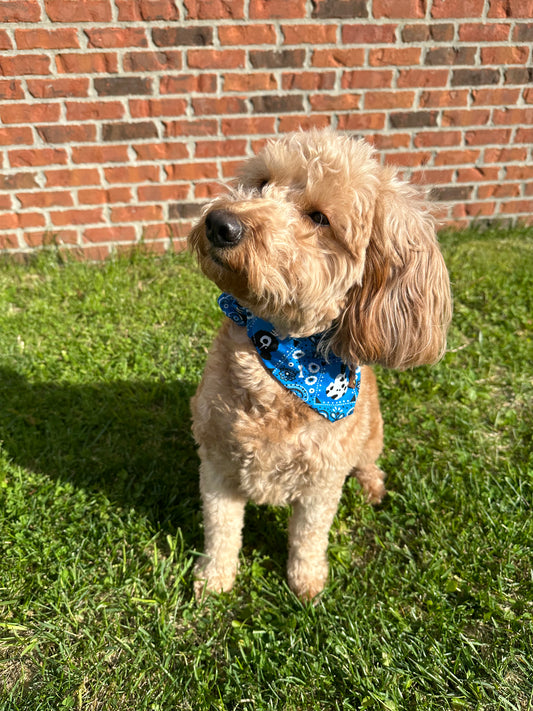 Blue Bandana